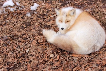 Fototapeta premium fox