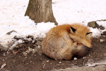 fox