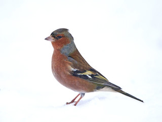 Common chaffinch (Fringilla coelebs)