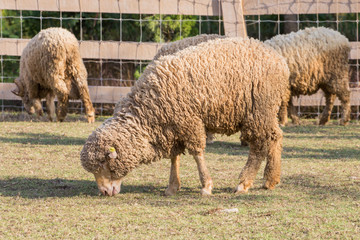 Fototapeta premium Alpacas in farm, Thailand