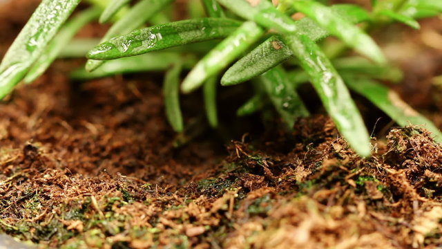Pot of rosemary plant rotating