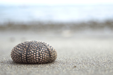 Close-up of a sea urchin in the sand on the beach. Copyspace right.