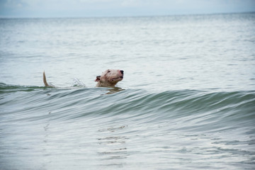 Fototapeta premium Bull Terrier Dog playing water