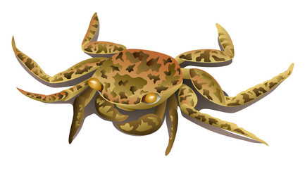 Brown marble crab isolated
