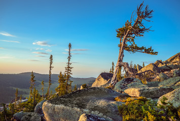Obraz premium Spruce forest on the hillside 