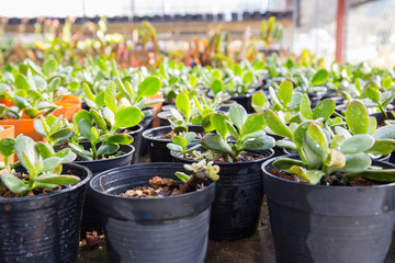 Nursery plant in black pot in home's garden