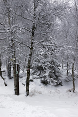 Fototapeta premium cold and snow in the woods