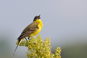 Singing Yellow Wagtail