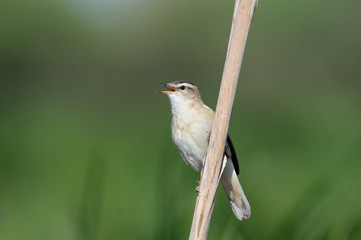 Singing Sedge Warbler