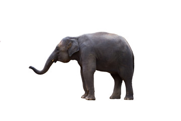 Thailand elephant on white background
