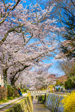 Philosopher's Walk in Kyoto, Japan during spring season.
