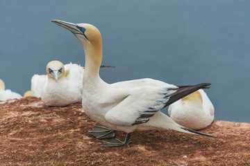 Behavior of wild migrating gannets at island Helgoland, Germany,