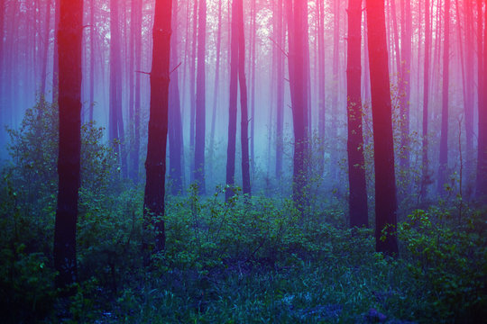 Fototapeta Beautiful foggy forest with magic light in the early morning