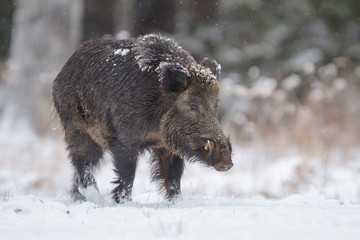 Male boar in snow