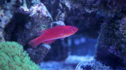 Adornatus Fairy Wrasse - Female (Cirrhilabrus adornatus)