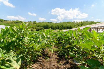 Fresh Organic Aubergine Plants On Agricultural Field