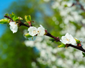 Blossoming trees in spring in the garden