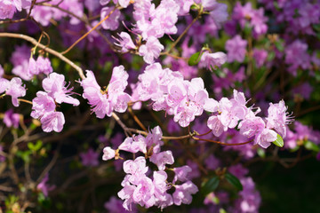 Rhododendron flowers 