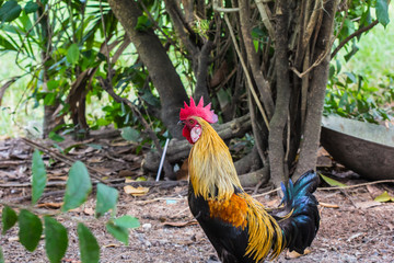 Red jungle fowl