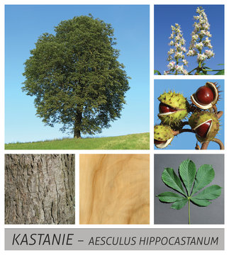 Gemeine Rosskastanie 