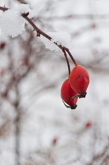 The red rose-hip berries covered with snow in a cold winter day. Vertical photo