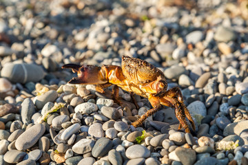 The brown crab