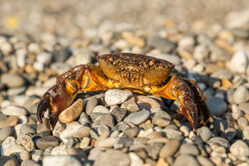 The brown crab