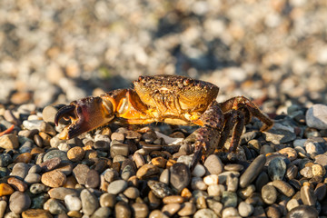 The brown crab