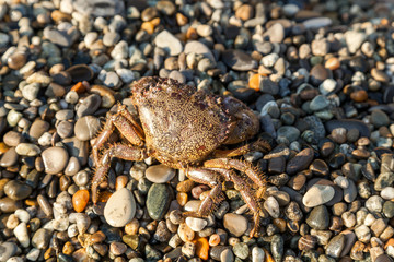 The brown crab