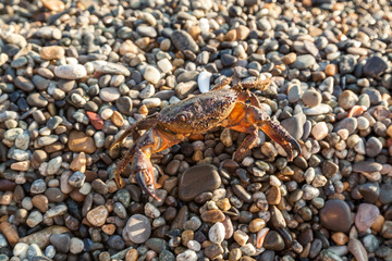 The brown crab