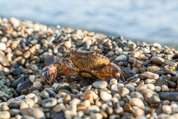 The brown crab