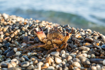 The brown crab