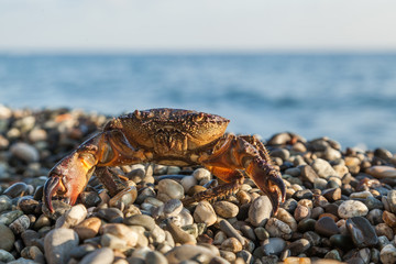 The brown crab