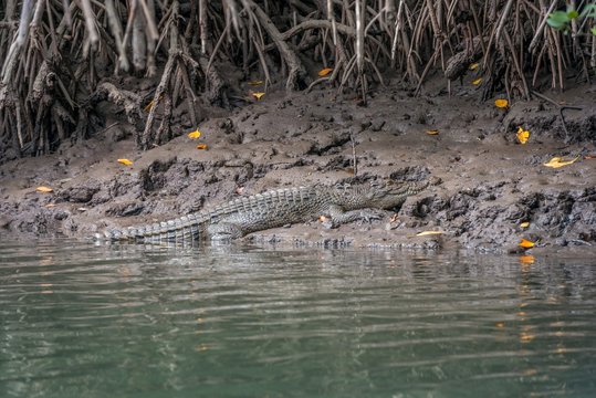 crocodile on river bank, Daintree