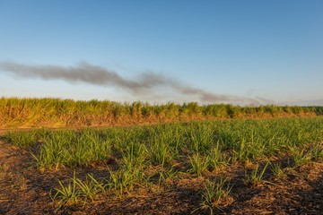 Fototapeta premium Sugar Cane Field, Cairns, Australia
