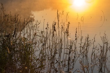 Plants in the lake water in the fog at sunrise