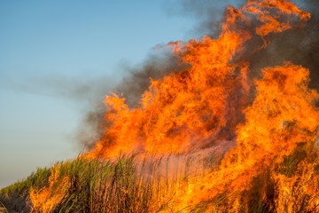 Sugar Cane in Flames, Cairns, Australia