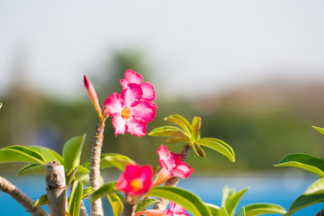 Adenium or desert rose flower