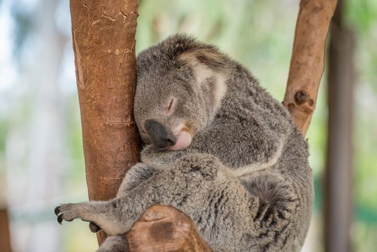 Sleeping Koala Bear in Tree