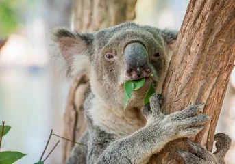 Foto op geborsteld aluminium Koala Eating Koala Bear in Tree