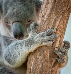 Naklejka premium Koala Bear Claw on Tree