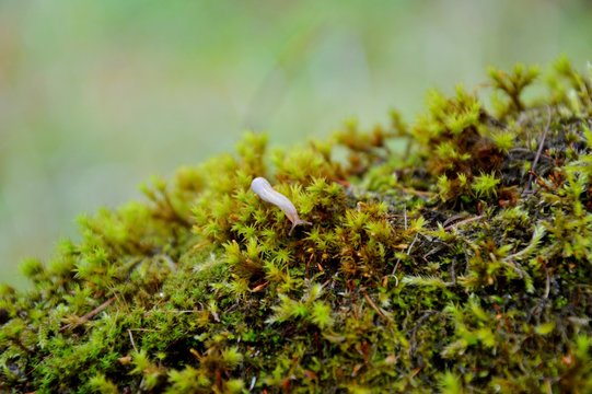 slug in the moss