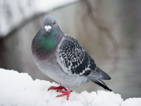 Pigeon in winter time