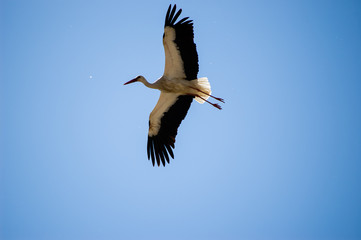 Stork flying