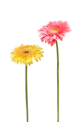 two daisy