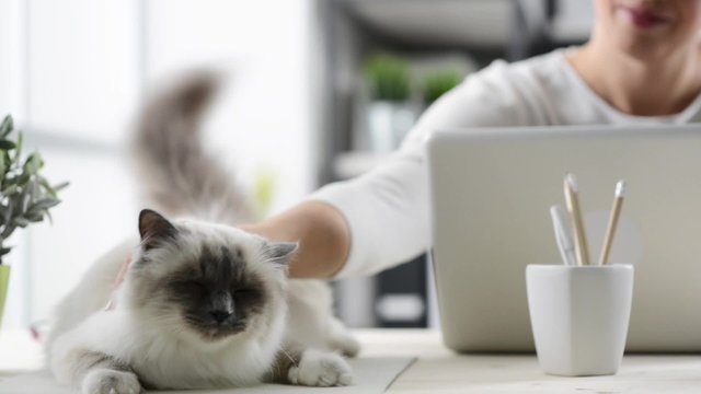 Happy cat owner working at home with a laptop and cuddling her pet, the cat is walking on the desk
