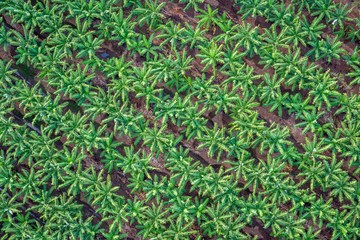 Banana plantation, Cairns, Australia