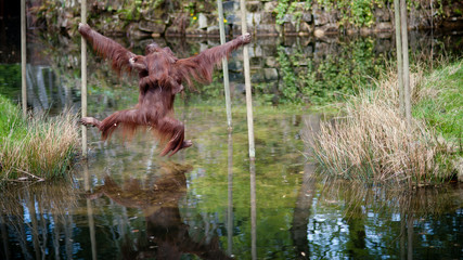 A mother orangutan carries his baby