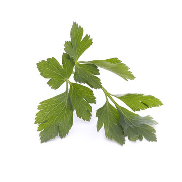 Parsley on the white background.