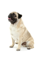 Fototapeta premium Funny pug dog isolated on a white